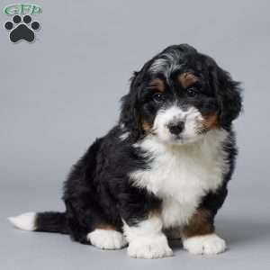 Tucker, Mini Bernedoodle Puppy